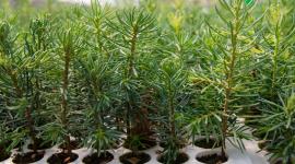 Seedlings